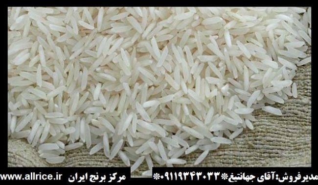 قیمت برنج شیرودی 