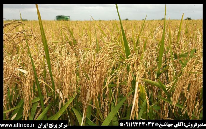 قیمت برنج علی کاظمی