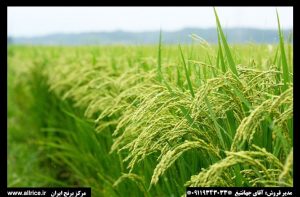 فروش برنج نیم دانه ارزان