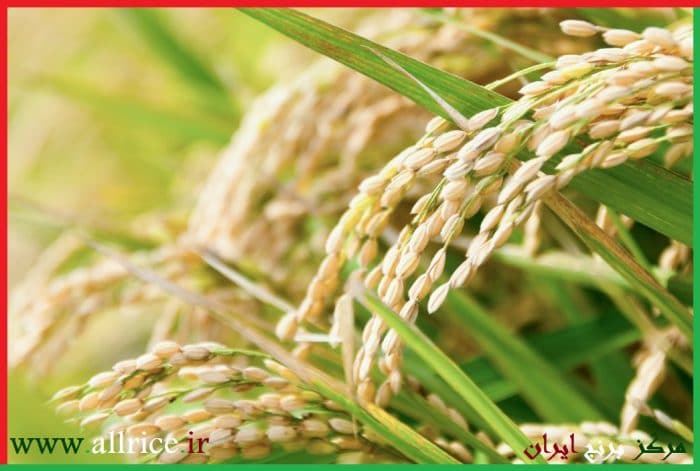 فروش عمده برنج فجر گرگان درجه 1 با قیمت ارزان