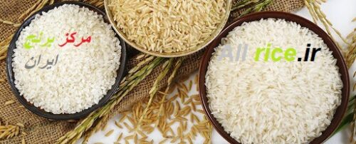 خرید عمده برنج طارم فجر گرگان با تخفیف 20% و ضمانت برگشت
