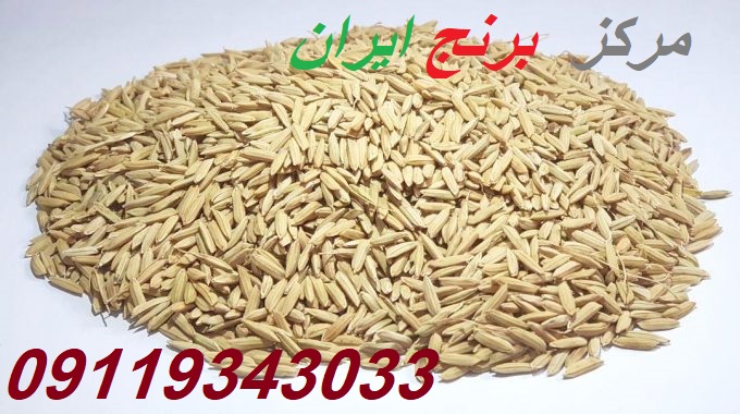 قیمت شالی برنج