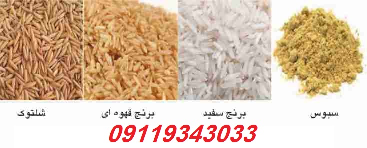 قیمت شالی برنج امروز