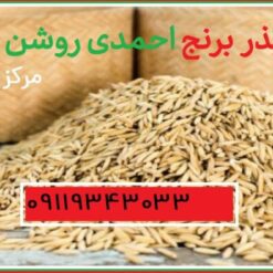 خرید بذر برنج احمدی روشن