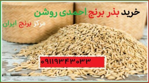خرید بذر برنج احمدی روشن